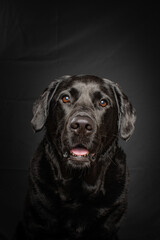 Close-up of a happy black Labrador Retriever with shiny eyes and wet nose, photographed in a studio setting. Playful expression and dark background.