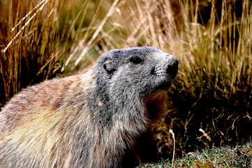 marmot in the alps