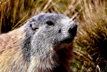 marmot in the mountains