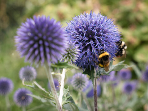 Macro view of bees and various insects collecting pollen from the deep blue, sphere-shaped tubular flowers of a Tinder Thistle (Echinops ritro) plant