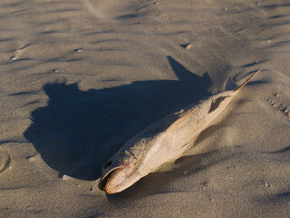 Dead fish on Penneshaw beach from toxic algae on Kangaroo Island, South Australia, Australia
