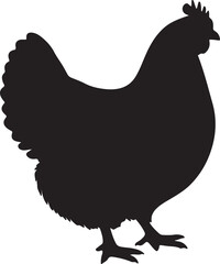 Cochins hen in silhouette white background pure.