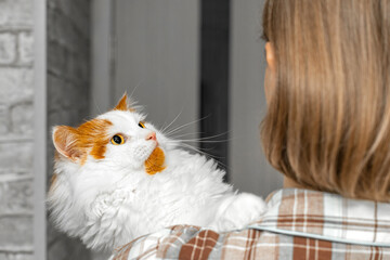  A cat sits on a person's hands.