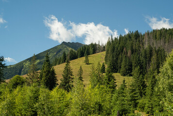 skaliste szczyty górskie Tatr, pokryte lasami oraz polanami w dolnych partiach w słoneczny letni dzień © siwyk