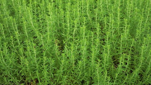 Thriving summer savory herbs feature vibrant green leaves and youthful stems, flourishing in a sunlit plant bed and prized for their peppery flavor.