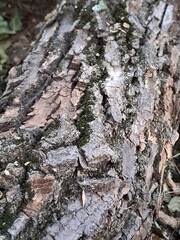 Close-up of rough tree bark on freshly cut log with moss