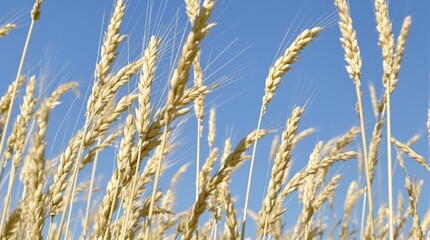 Fototapeta premium Golden Wheat Stalks Against a Clear Blue Sky