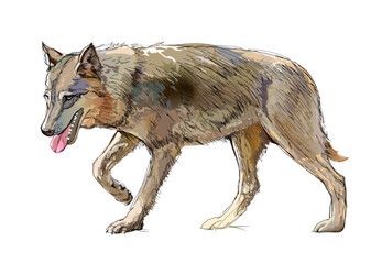 Illustration of a grey wolf. Wildlife animals. Isolated drawing of predatory mammal of the canine family. Print for children book, encyclopedia, fabric, fashion, wallpaper. Hand drawn vector. © nataljacernecka