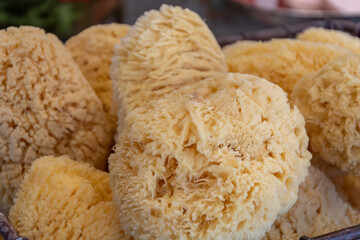 Sea sponges for bath and shower are an organic skincare product that provides gentle cleansing and gentle massage.