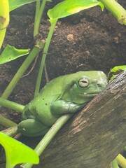 frog on the leaf