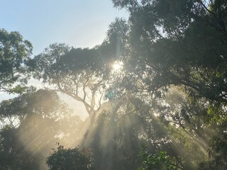 Fototapeta premium morning in the forest