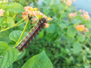 Cocoa Tussock Moth caterpillar (Orgyia postica) on leaf, close up view 