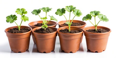 Fototapeta premium Pelargonium zonal seedlings in plastic flower pots