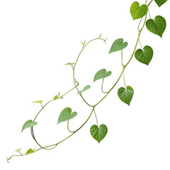 Green heart shaped leaves vine isolated on transparent background