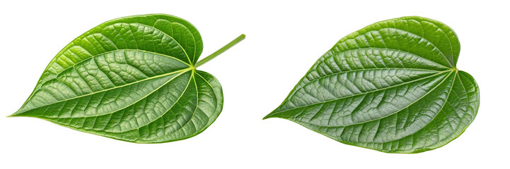 Piper Betle Leaf Isolated on White Background