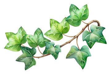 Green ivy branch with leaves isolated on transparent background