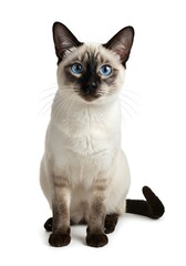 Siamese cat sitting on white background