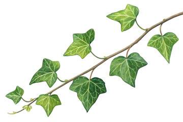 Green ivy branch with leaves isolated on transparent background