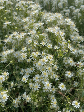 white small flowers on corymb of yarrow herb wild plant