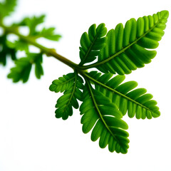 Detailed close-up of a single vibrant green fern leaf with multiple leaflets against a plain white background