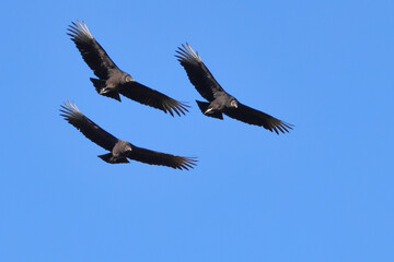Turkey vultures big black birds with red heads buzzards in flight formation. 