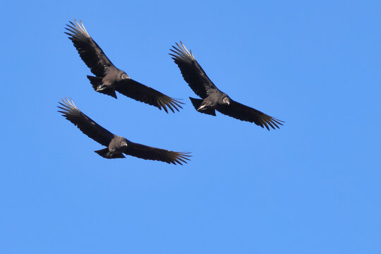 Turkey vultures big black birds with red heads buzzards in flight formation. - Powered by Adobe