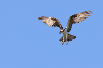 Osprey hovering over prey against deep blue sky.