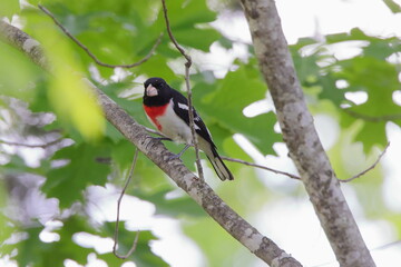Rose breasted grosbeak  red black white bird perched on limb. 