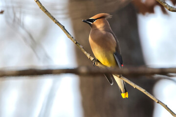 Cedar waxwing bird perched against blurry background. 
