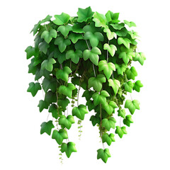 Green ivy plant hanging isolated on transparent background