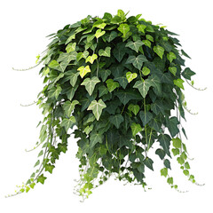 Lush green ivy plant hanging down isolated on transparent background