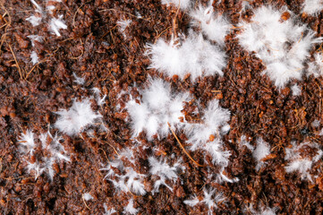 Mycelium Colonization on Coco Coir