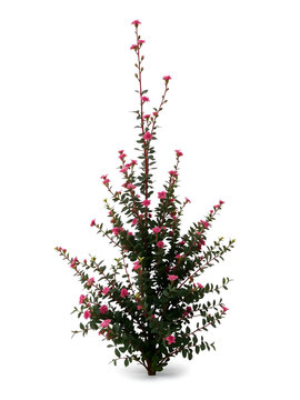Scandent shrub isolated on white background on transparent background