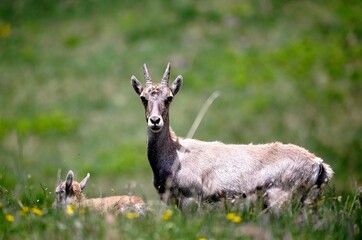 Alpine ibex (Capra ibex) in the French Alps - wildlife behavior and alpine nature