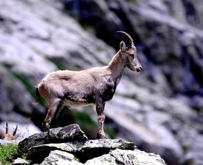 Alpine ibex (Capra ibex) in the French Alps - wildlife behavior and alpine nature
