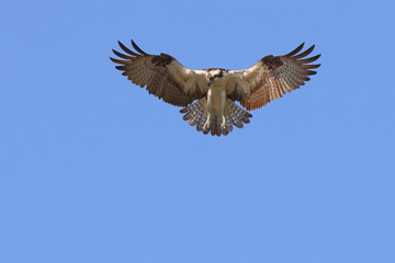 Osprey hovering in flight diving after prey blue sky. 