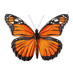 Fototapeta premium Close-up of an orange and black butterfly (5)