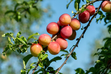 a branch full of ripe plums