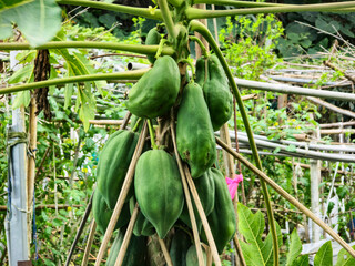 Obraz premium Unripe Green Papayas Hanging on Tree in the Field