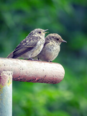 Fledglings of spotted flycatcher, close-up