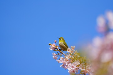 A whiite eye bird on cherry blossom flower