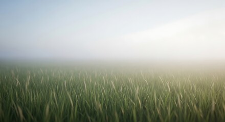 A serene grassy field enveloped in a thick morning fog, creating a peaceful, ethereal landscape
