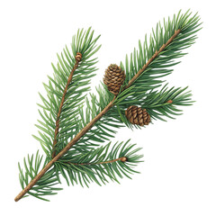 Green spruce branch with pine cones isolated on transparent background
