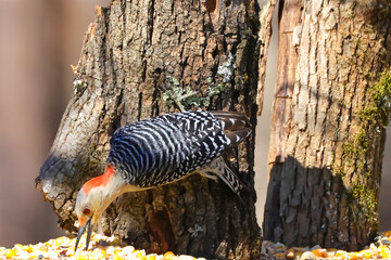 Red bellied woodpecker eating corn kernels. 