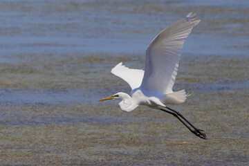Large white egret bird inflight in saterwater marsh in habitat. 