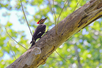 Pileated woodpecker on dead tree against blurry background. 