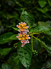 Close-up of a vibrant Lantana camara flower with multicolored petals and lush green leaves in a natural outdoor setting.