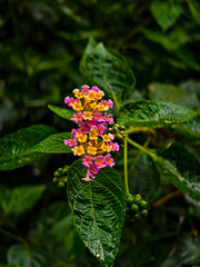 red and yellow flower