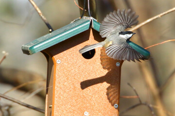 Carolina chickadee flying from birdhouse against blurry background.  © Mark