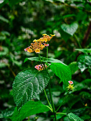 "Nature&rsquo;s palette in full bloom 🌸🌿"
